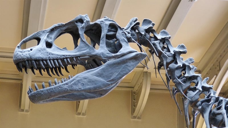 American Museum of Natural History